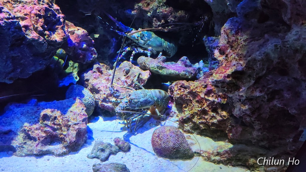 沖縄美ら海水族館